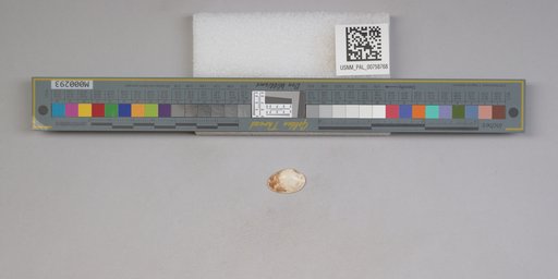 NSF ADBC EPICC TCN