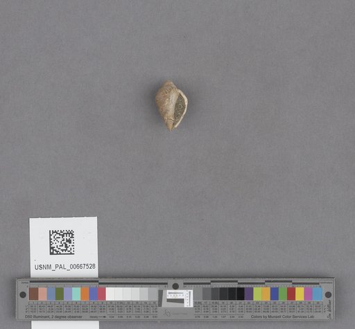 Gastropoda