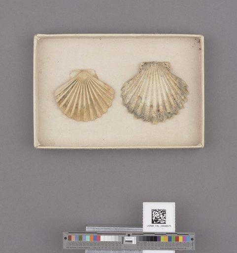 Pecten hemphilli Dall