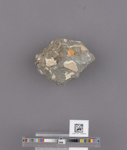 Bivalvia