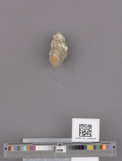 Gastropoda