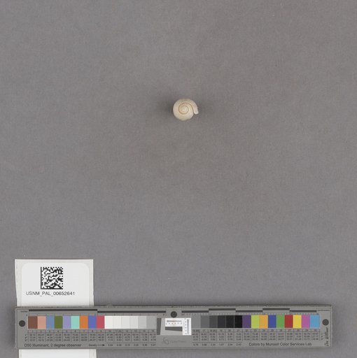 Gastropoda