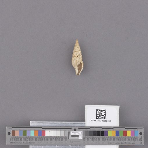 Gastropoda