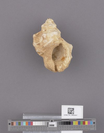 Gastropoda