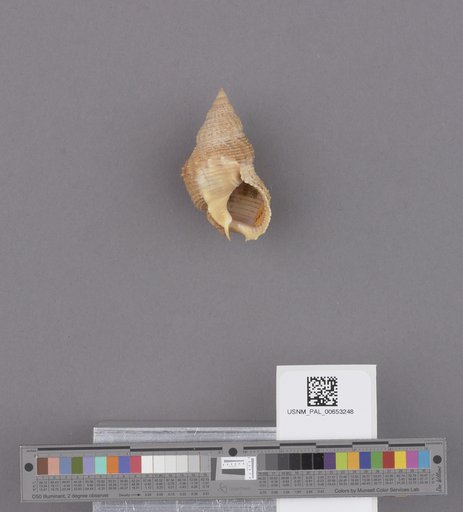 Gastropoda