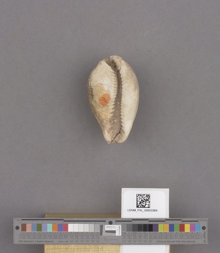 Gastropoda