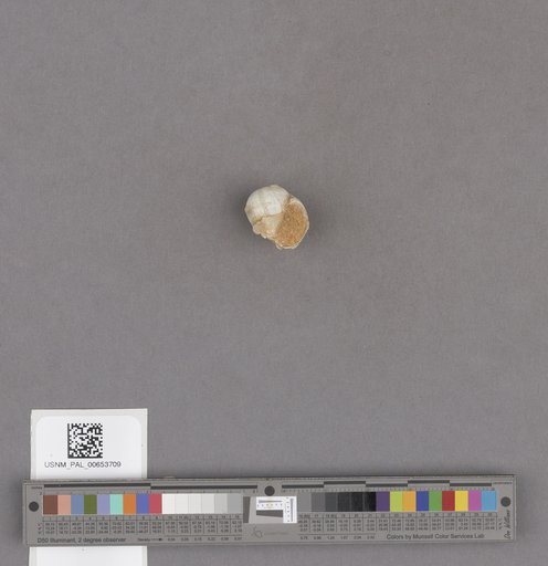 Gastropoda