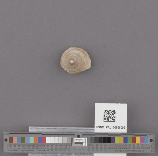 Gastropoda