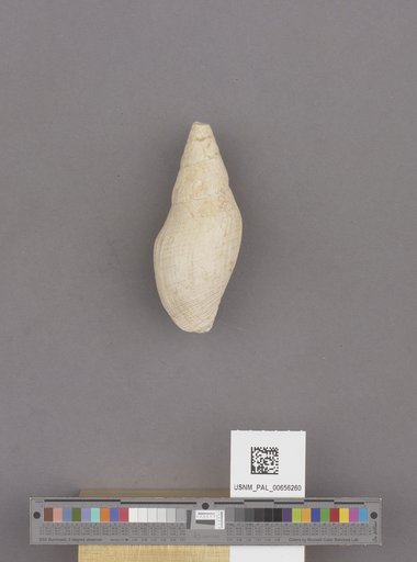 Gastropoda