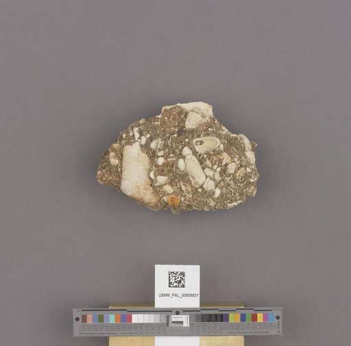 Bivalvia