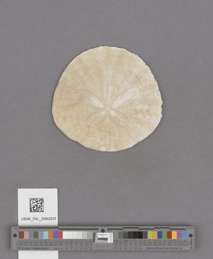 Echinoidea
