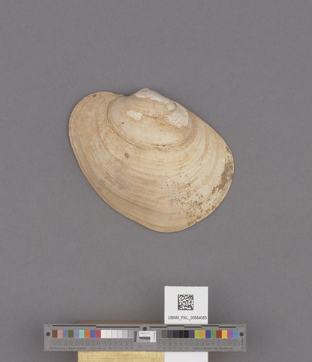 Bivalvia