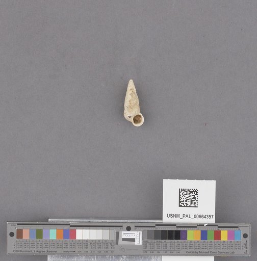 Gastropoda