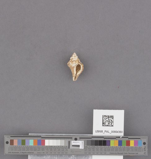 Gastropoda
