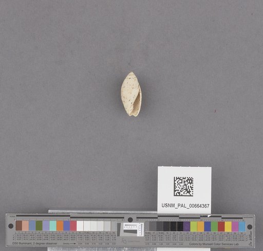 Gastropoda