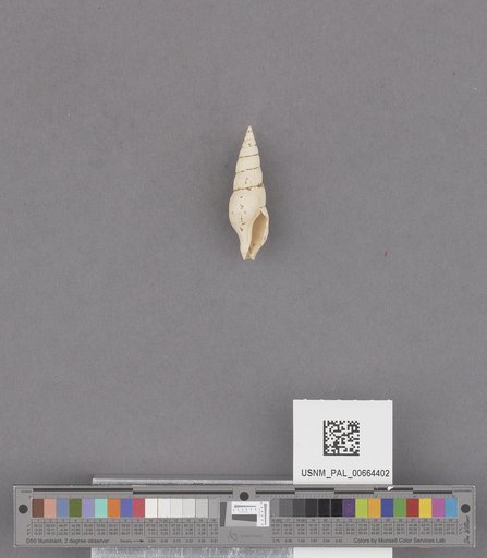 Gastropoda