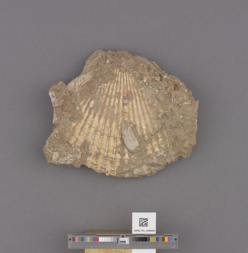 Bivalvia