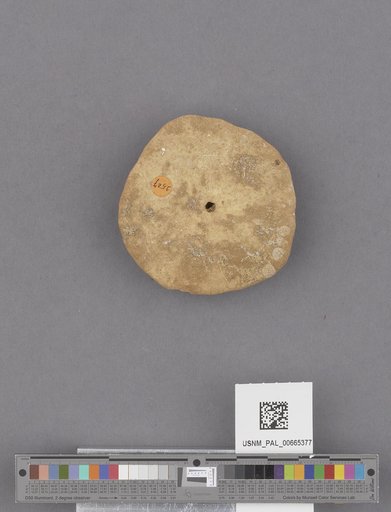 Echinoidea
