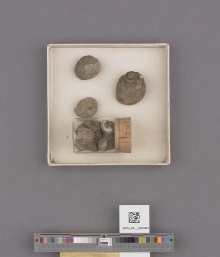 Gastropoda
