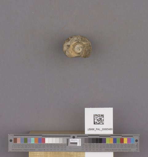 Gastropoda