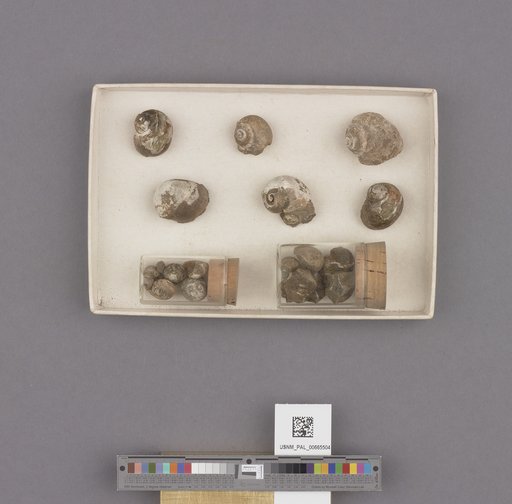 Gastropoda