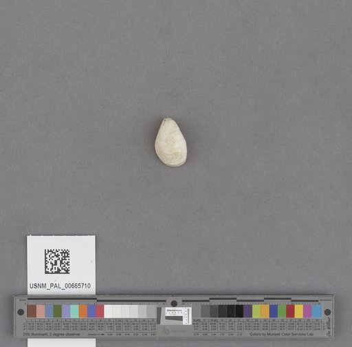 Gastropoda
