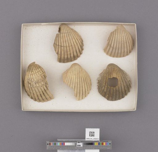 Bivalvia