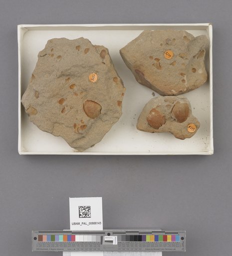 Gastropoda