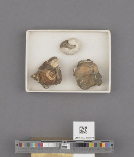Gastropoda