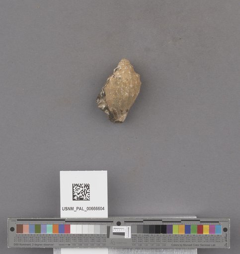 Gastropoda