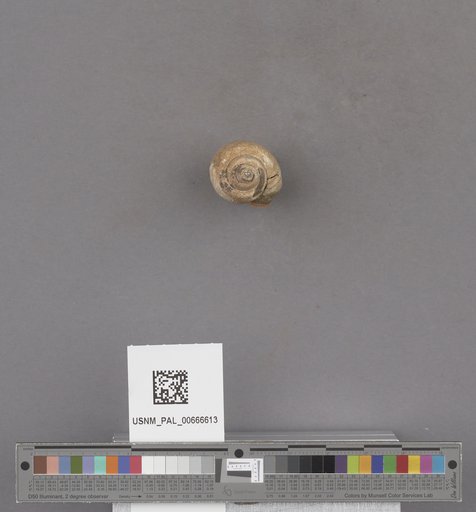 Gastropoda
