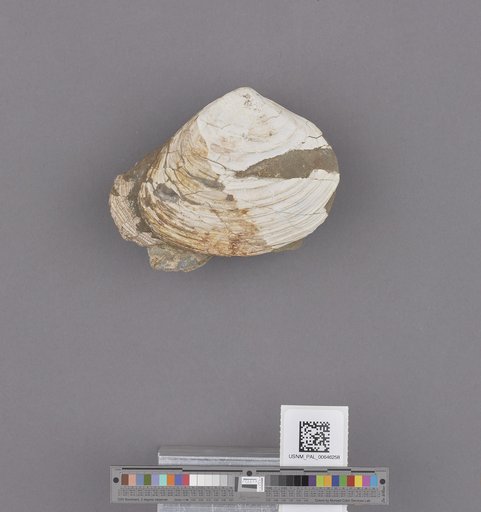 Bivalvia