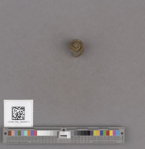 Gastropoda