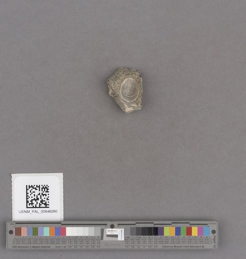 Gastropoda