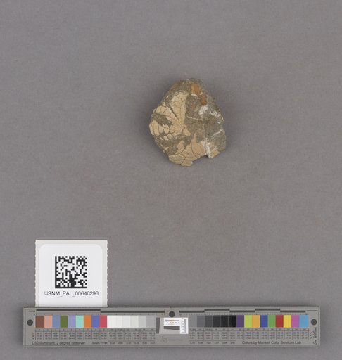 Echinoidea