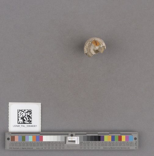 Gastropoda
