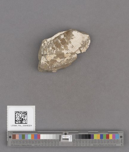 Bivalvia