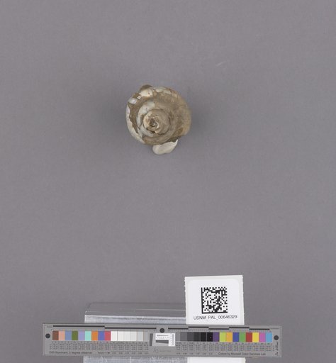 Gastropoda