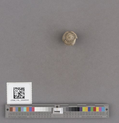 Gastropoda