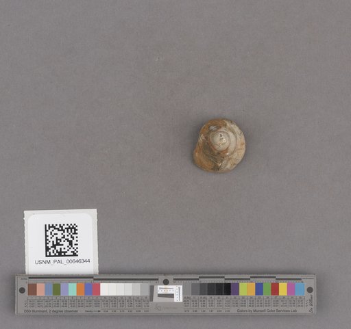 Gastropoda