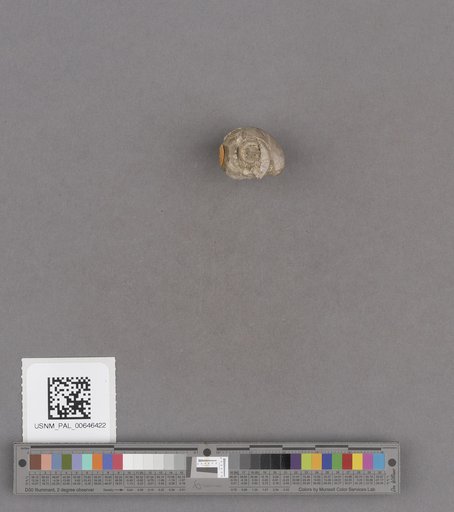 Gastropoda