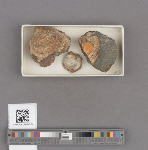 Bivalvia