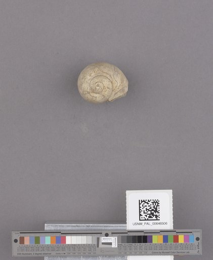 Gastropoda