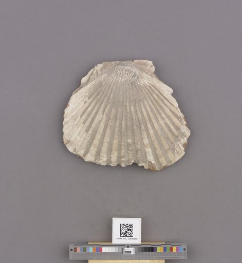 Bivalvia