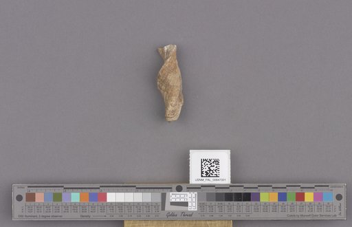 Gastropoda