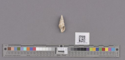 Gastropoda