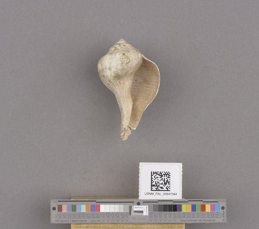 Gastropoda