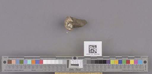 Gastropoda