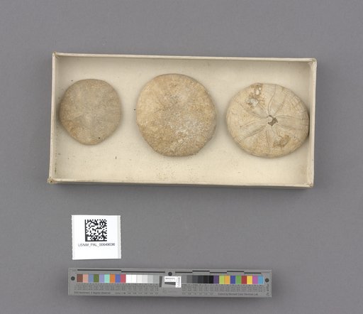 Echinoidea