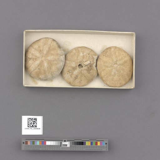 Echinoidea